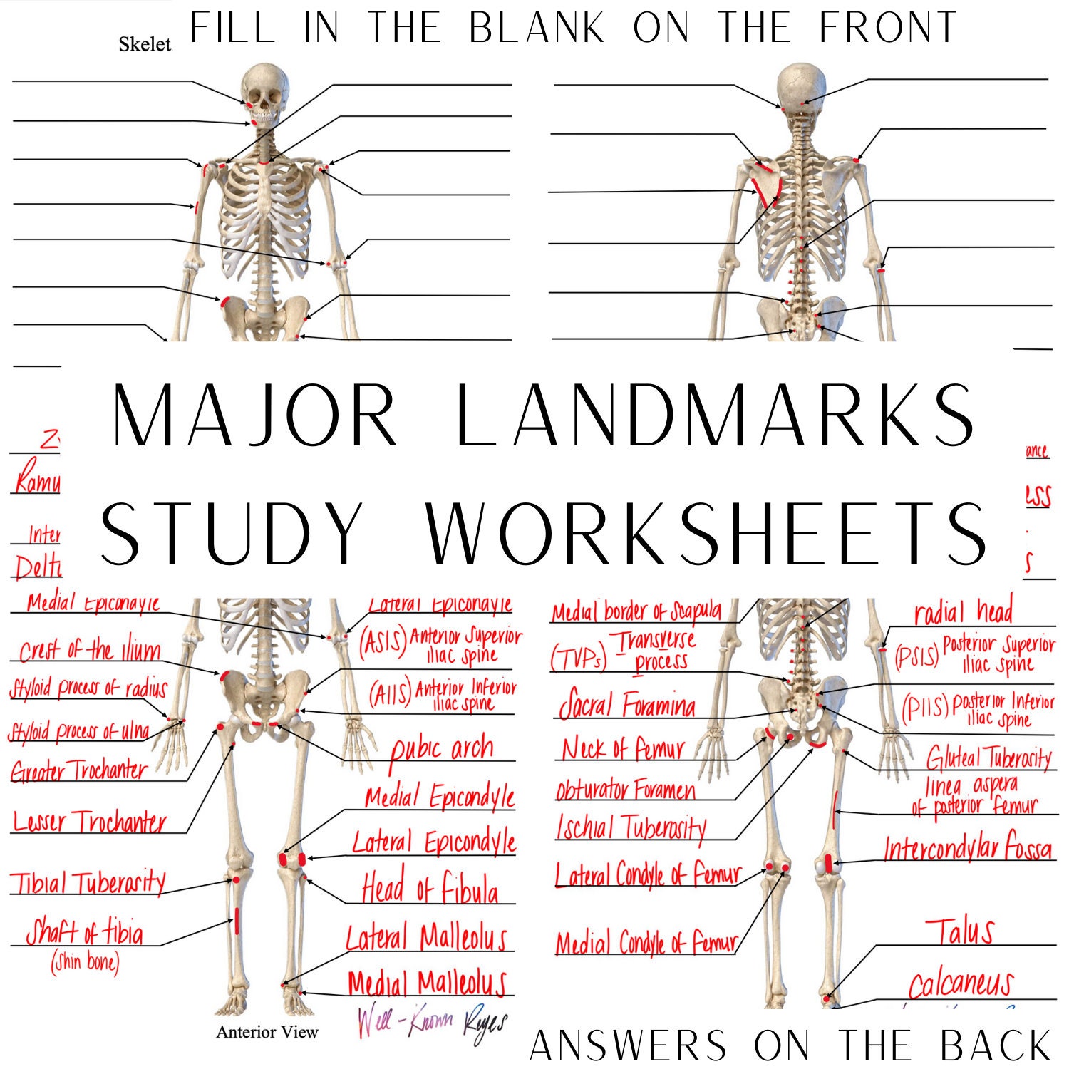 Skeletal System Major Landmarks Bony Landmarks Anatomy & Etsy UK