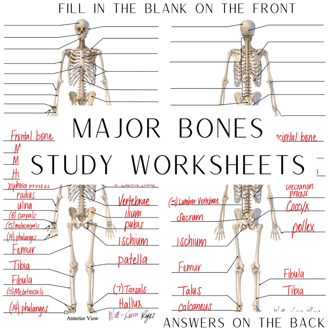 Skeletal System, Major Bones, Anatomy & Physiology, Study Worksheets