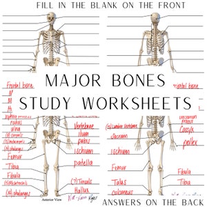 Skeletal System, Major Bones, Anatomy & Physiology, Study Worksheets, Digital Download, Anterior View, Posterior View
