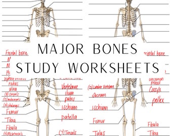 Skeletal System, Major Bones, Anatomy & Physiology, Study Worksheets, Digital Download, Anterior View, Posterior View