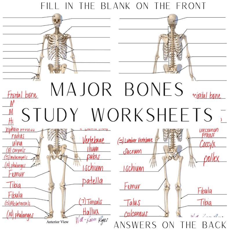 Skeletal System, Major Bones, Anatomy & Physiology, Study Worksheets