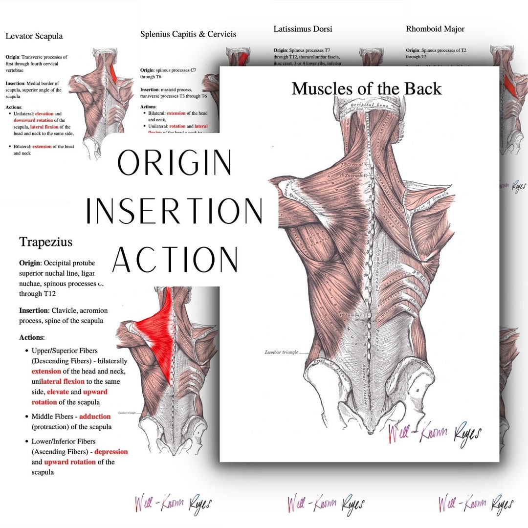 Muscles of the Trunk & Back, Origin, Insertion, Action, Trapezius, Latissimus  Dorsi, Rhomboid Major and Minor, Levator Scapula, 