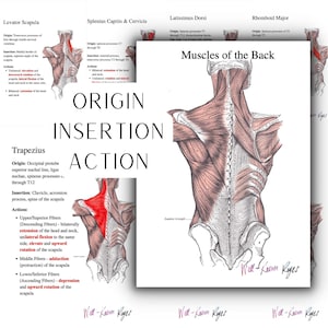 Muscles of the Trunk & Back, Origin, Insertion, Action, Trapezius, Latissimus Dorsi, Rhomboid Major and Minor, Levator Scapula,