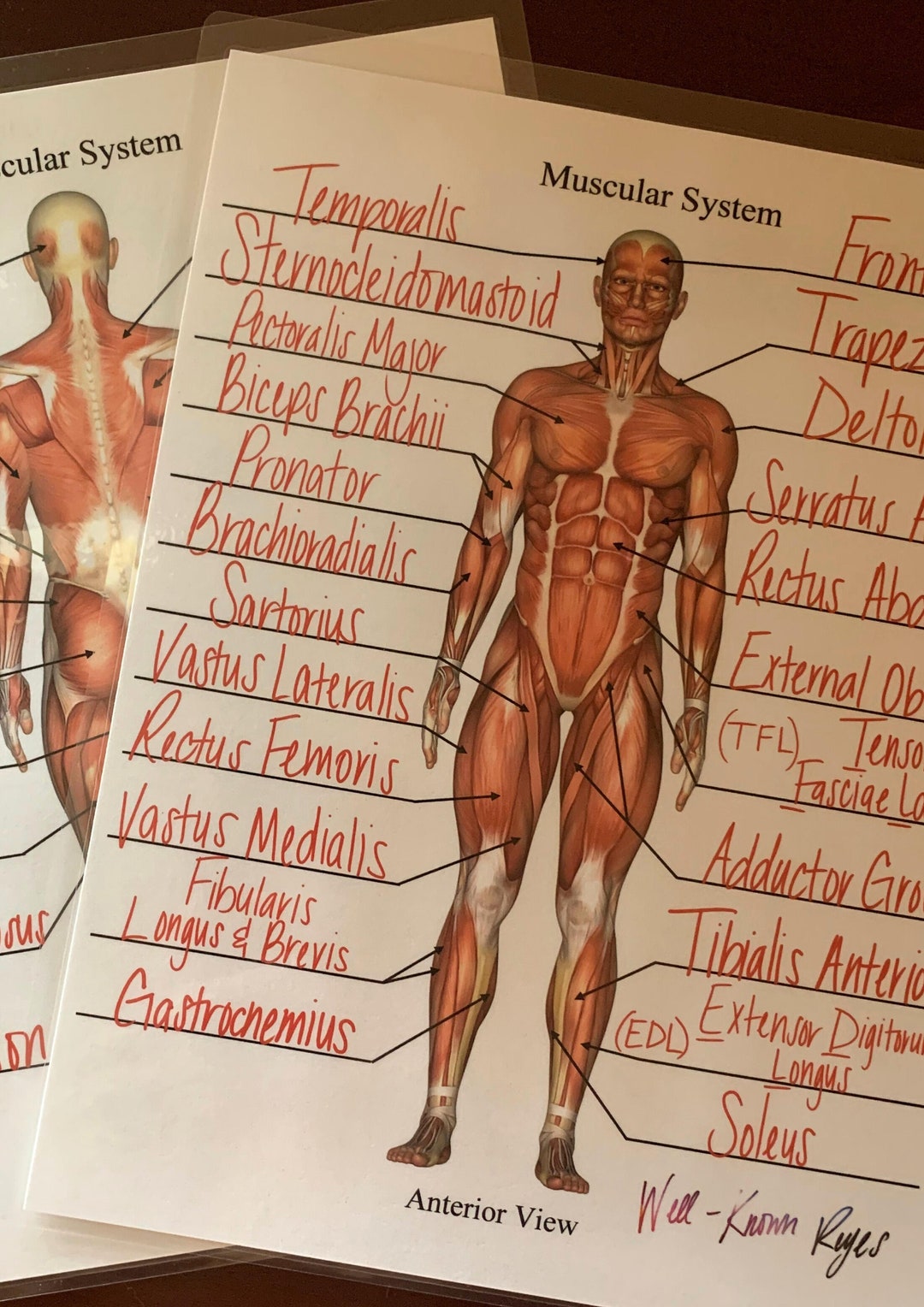Muscular System: Major Muscles, Dry Erase Worksheets, Practice