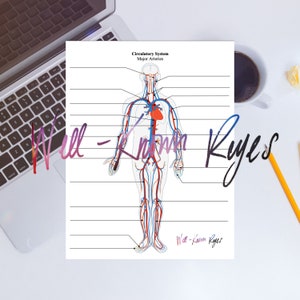 Circulatory System Major Arteries &amp; Major Veins | Digital Worksheets ...