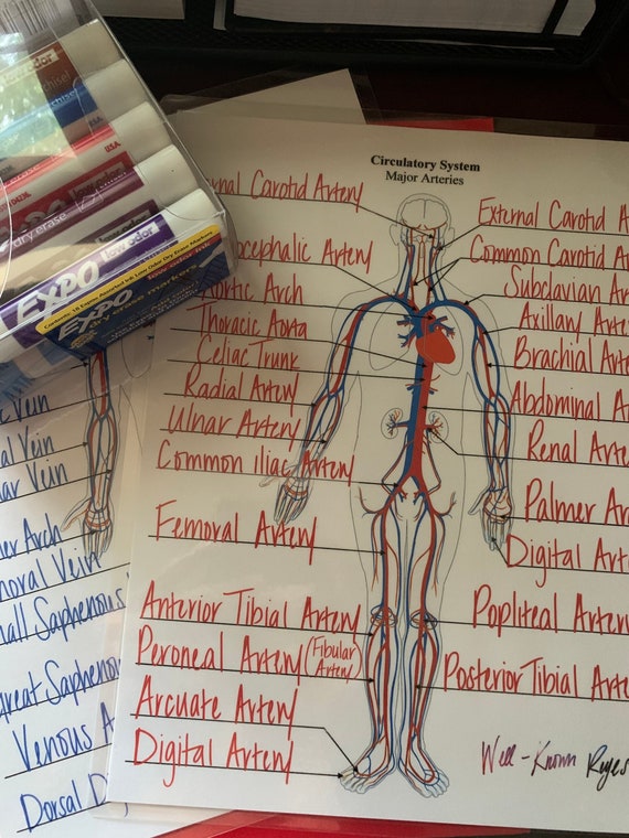 Circulatory System: Major Arteries Major Veins Dry Eraser - Etsy