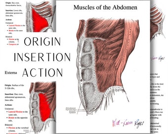 Muscles of the Abdomen Study Guide, Origin, Insertion, Action, Rectus Abdominis, External Oblique, Internal Oblique, Transverse Abdominis