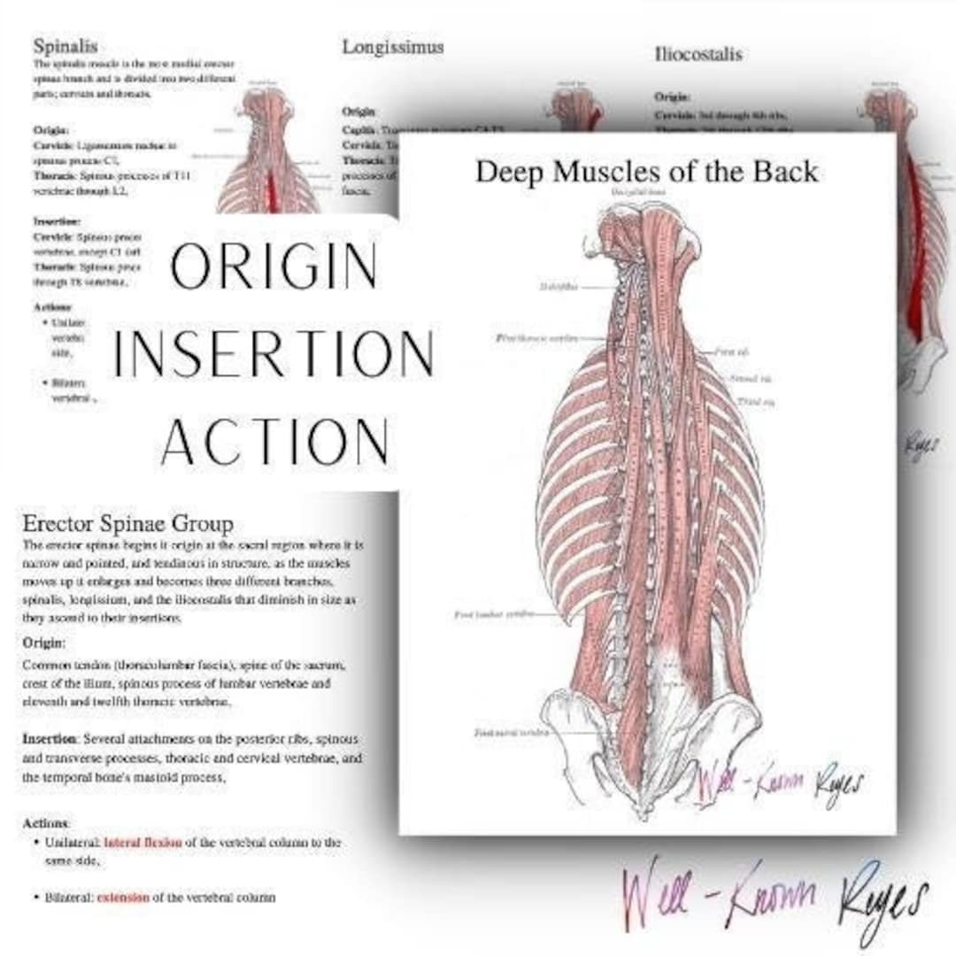 Deep Muscles of the Back Study Guide and Worksheet, Erector Spinae Group,  Transversospinalis Group, Suboccipitals, - Etsy, image size:1080x1080