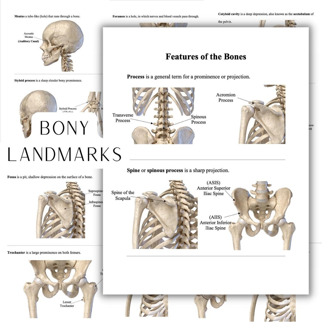 Features of the Bones Bony Landmarks Bony Projections Digital