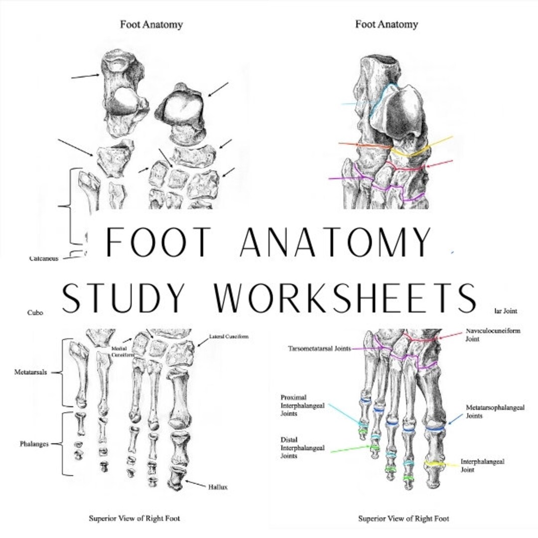 Anatomy of the Foot, Worksheet and Study Guide, Foot Bones, Foot Joints