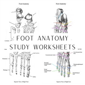 May include: A black and white anatomical illustration of the bones in the human foot. The image shows the bones of the foot from a superior view, with labels for the different bones and joints. The text "Foot Anatomy Study Worksheets" is printed in black at the top of the image.
