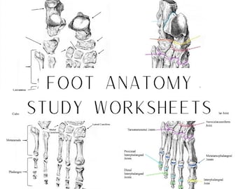 Anatomy of the Foot, Worksheet and Study Guide, Foot Bones, Foot Joints,