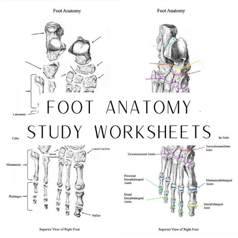 Anatomy of the Foot, Worksheet and Study Guide, Foot Bones, Foot Joints