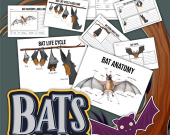 Chauve-souris à imprimer, étude sur les chauves-souris, étude sur la nature avec les chauves-souris, étude sur la nature, sciences, activité d'automne à l'école à la maison, mini étude sur les chauves-souris, imprimable scientifique,