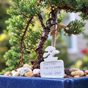 May include: A juniper bonsai tree with dark green needles and black wire training, planted in a blue ceramic pot with light-colored pebbles. A white plastic plant marker features a bonsai silhouette and text: Juniper, Florida nursery, Acquired 2025.
