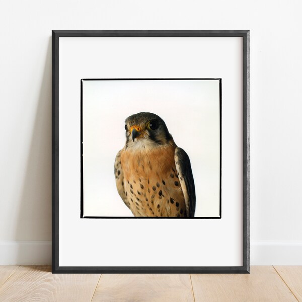American Kestrel #2 California Hawk. Fine Art Photography Print, Wall Art Photo Print
