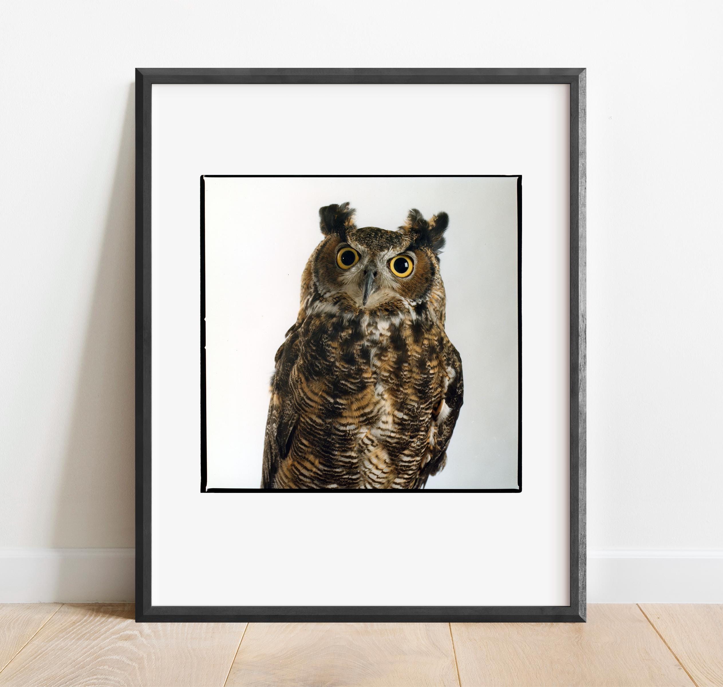 Great Horned Owl No. 4 (tall)  Color Film Fine Art Color Photography Print, Wall Art Photo Prints.