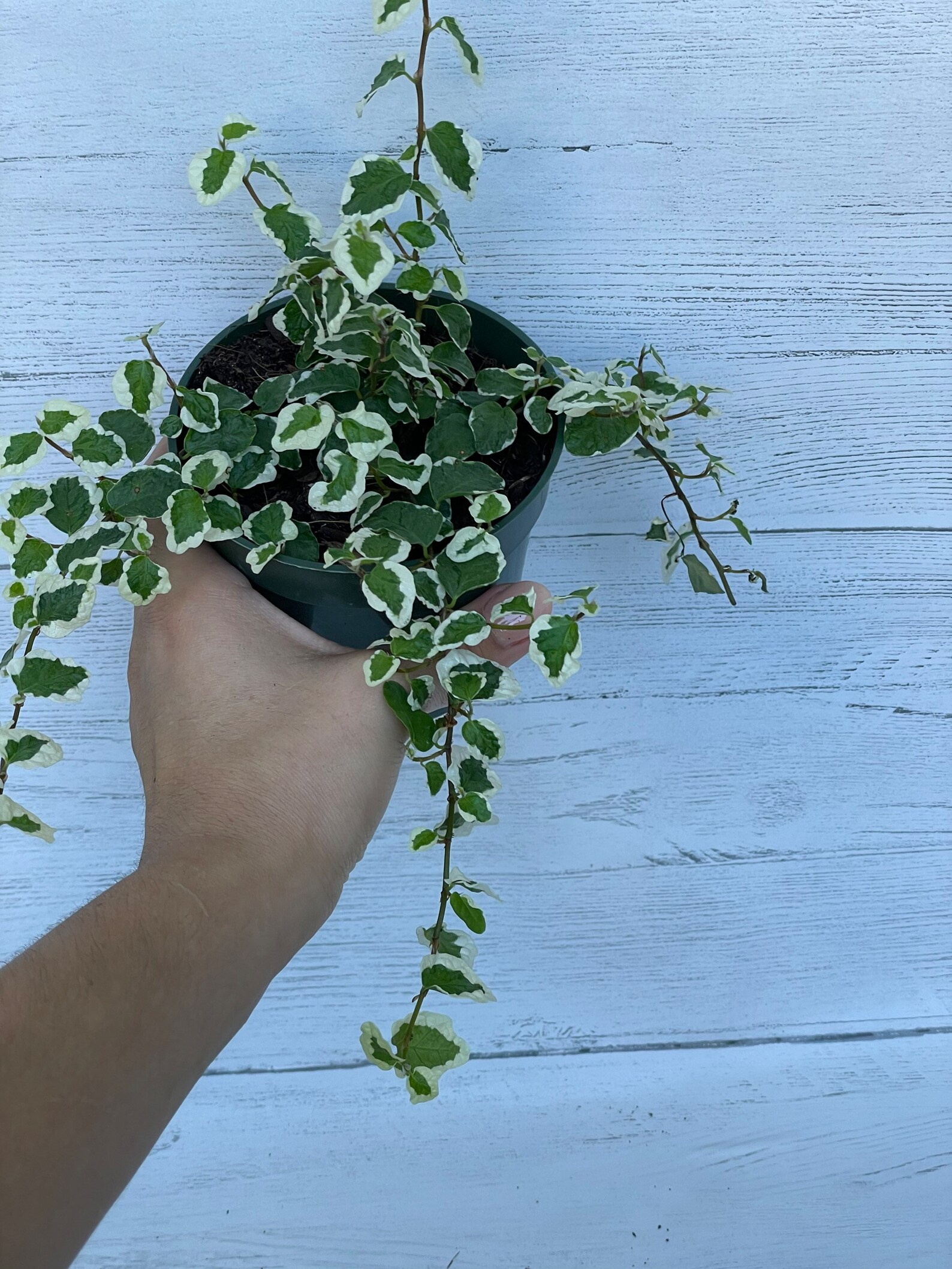Ficus Repens Variegated Vine Plant in 4inch Pot. Etsy