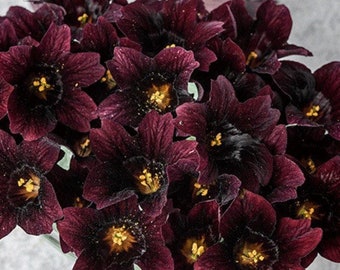 Salpiglossis Black Trumpets Salpiglossis  Flower Seeds Heirloom NJ Seller Organic Free Shipping