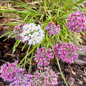 Allium Nodding Mix flower seeds Heirloom USA NJ Grower See My store for largest selection Free Shipping