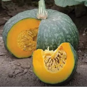 Squash Kabocha Squash seeds  NJ USA Heirloom organic See my store for largest selection