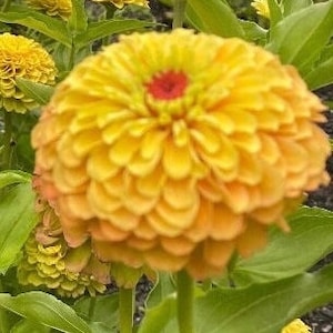 Zinnia Queen Lemon Peach Queen Zinnia Flower Seeds Heirloom USA NJ Grower see my store for largest selection