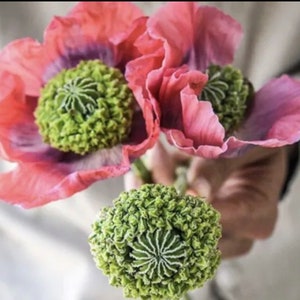 Poppy Hens and Chickens Poppy flower seeds Heirloom Organic USA NJ Seller check my store for the largest selection Free Shipping