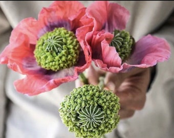 Poppy Hens and Chickens Poppy flower seeds Heirloom Organic USA NJ Seller check my store for the largest selection Free Shipping