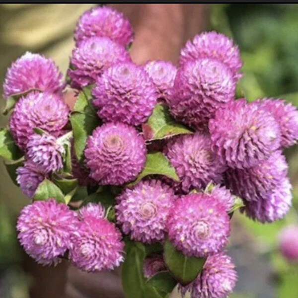 Gomphrena Pink globosa Gomphrena flower Seeds Heirloom USA NJ Seller check my store for largest selection
