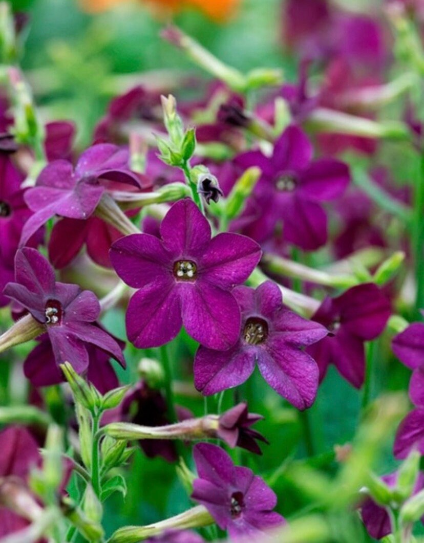 Tobacco Nicatinna Deep Purple Perfume Compact Seeds Heirloom USA NJ Grower  See My Store for Largest Selection