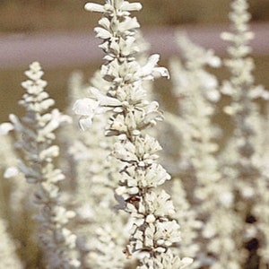 Salvia White Victory Seeds USA Flower Seeds Heirloom NJ Grower see my store for largest selection