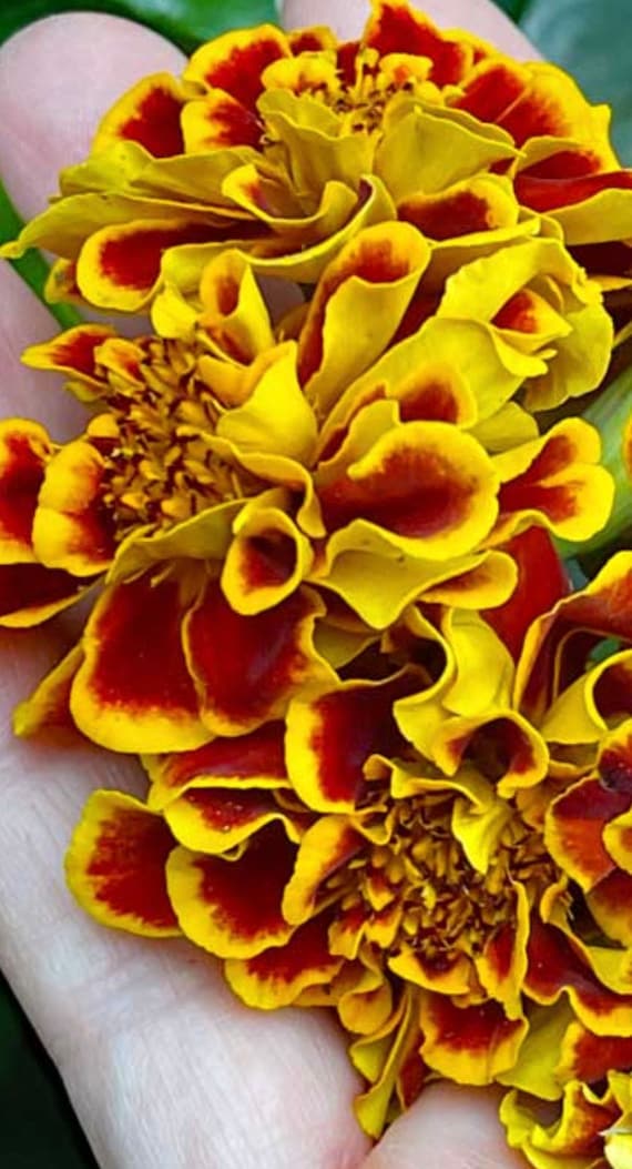 Marigold Colosseum Red Gold Bicolor Marigold Seeds USA Heirloom check my store for the largest selection