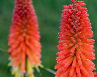 Red Hot Pokerflower Seeds  Kniphofla Cauleacens Heirloom USA NJ Seller check my store for largest selection