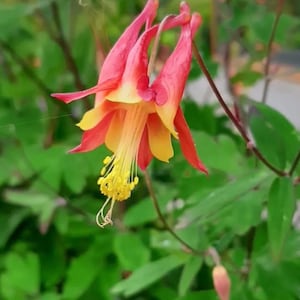 Columbine Eastern Flower Seeds Heirloom NJ Seller Free Shipping