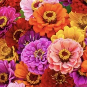 May include: A bouquet of colorful zinnia flowers in shades of pink, purple, orange, yellow, and red. The flowers are arranged in a loose, natural style.