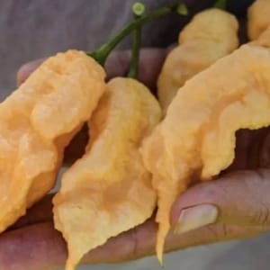 Ghost Jay’s Peach Ghost Pepper Seeds USA NJ Grower Heirloom Organic NJ Seller check my store for the largest selection