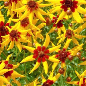 Coreopsis Marie Gras Tickseed Flower Seeds Heirloom NJ Free Shipping