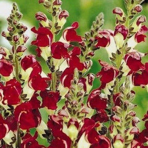 Snapdragon Night & Day  Antirrhinum seeds Heirloom USA NJ Grower see my store for largest selection