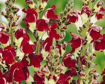 Snapdragon Night & Day  Antirrhinum seeds Heirloom USA NJ Grower see my store for largest selection