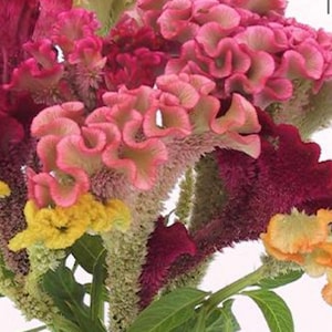 Celosia Supercrest Celosia flower Seeds Heirloom NJ Seller Organic Free Shipping