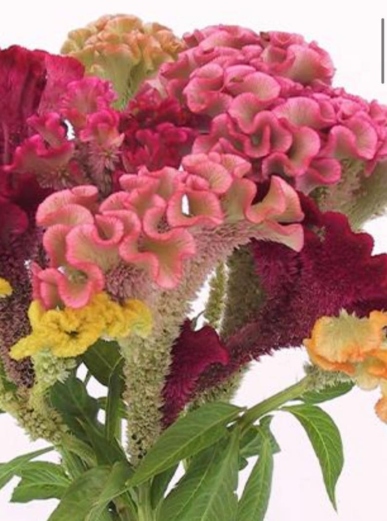 HeirloomSeedsForU Celosia Supercrest