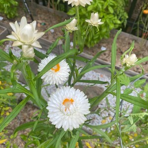 May include: A close-up of a white strawflower plant with several blooms. The flowers have a white center with a yellow ring around the center. The plant is growing in a garden setting.