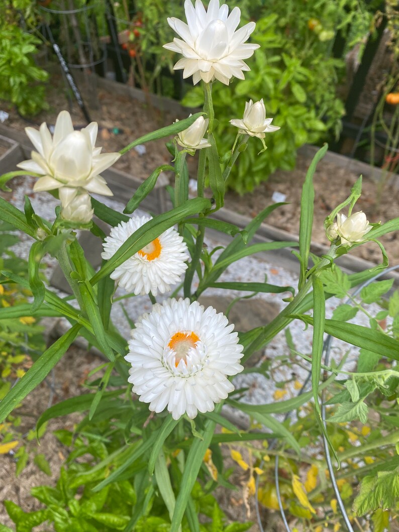 May include: A close-up of a white strawflower plant with several blooms. The flowers have a white center with a yellow ring around the center. The plant is growing in a garden setting.