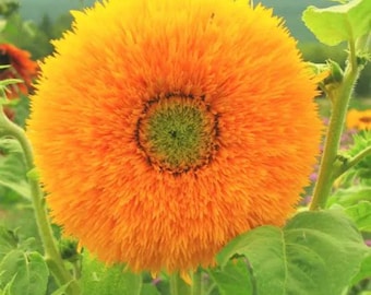 Sunflower Teddy Bear 25 sunflower seeds USA Heirloom NJ Grower see my store for largest selection