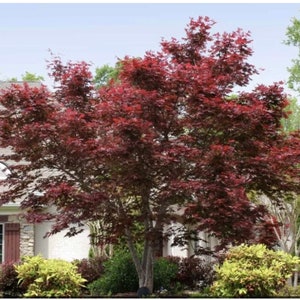 Tree Japanese Bloodgood Maple 30 Seeds NJ USA River Oat  Chasmanthium latifolium USA See my store for largest selection