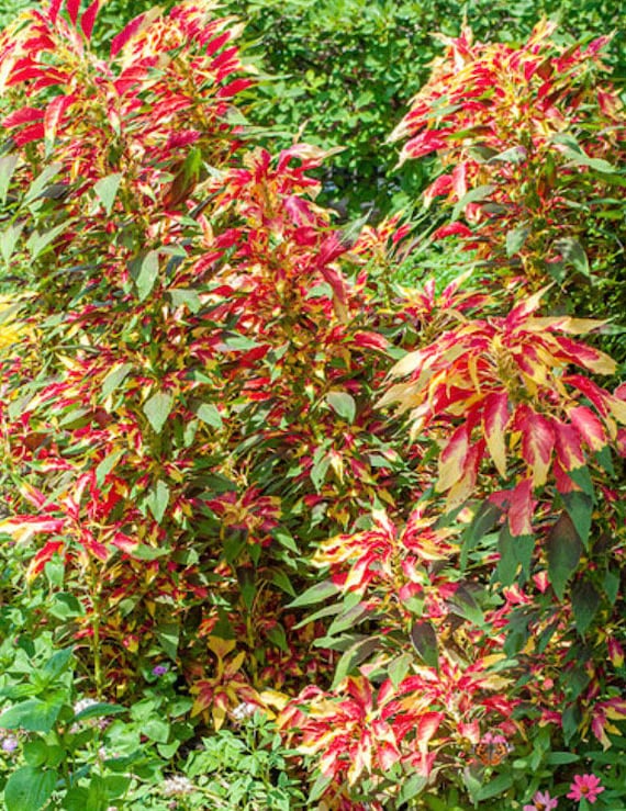 Amaranth Joseph's Coat Seeds Heirloom USA NJ See My Store for