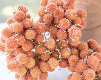 Gomphrena Salmon globosa Gomphrena flower Seeds Heirloom USA NJ Seller check my store for largest selection