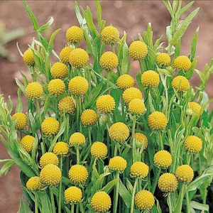 May include: A close-up of a cluster of yellow button flowers. The flowers are arranged in a bouquet and have a delicate, textured appearance.