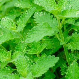 Catnip Herb Seeds Heirloom USA NJ Grower Free Shipping