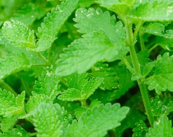 Catnip Herb Seeds Heirloom USA NJ Grower Free Shipping